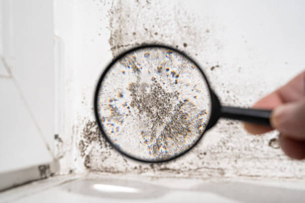 Mold Documentation for Insurance Claims in Spring Valley Village, TX